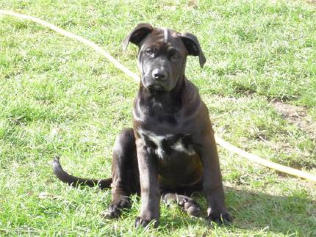 Wunderschöne Dogge-Labradormix Hündin - Tiere - Berlin