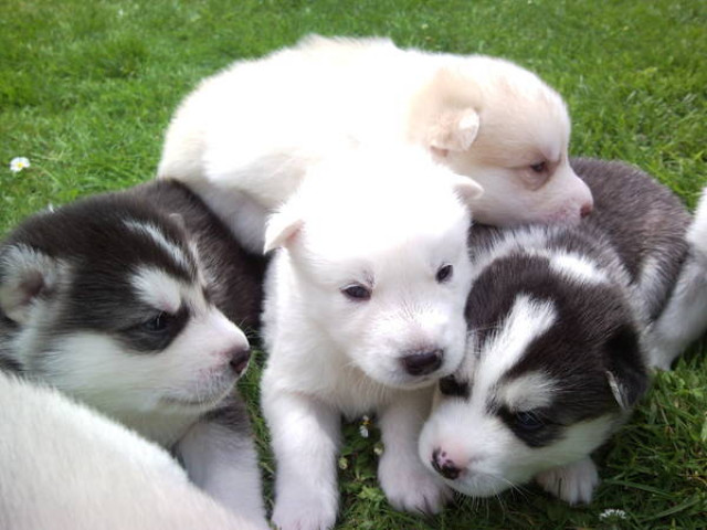 Siberian Husky-Welpen - Tiere - Münster