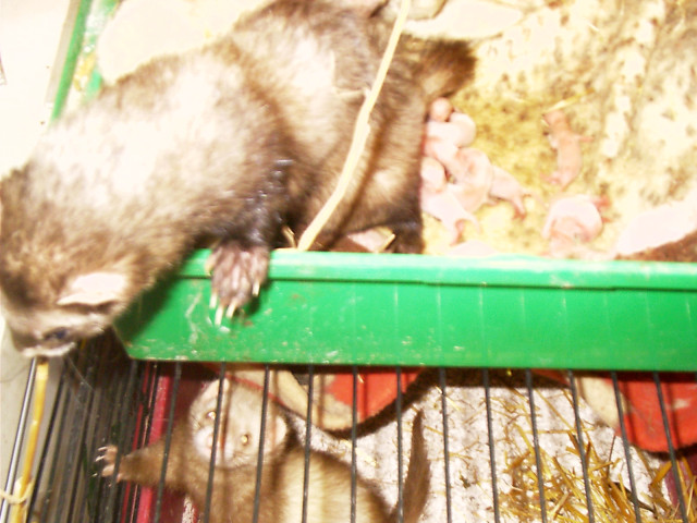 Frettchenwelpen - Tiere - Pölzig