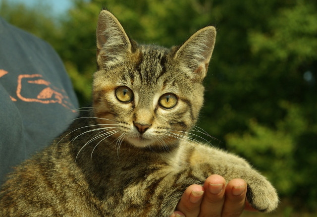Süßes katzenkind mädchen katzenbaby kitten 4 monate abzugeben - Tiere - Rauenberg - Freudenberg