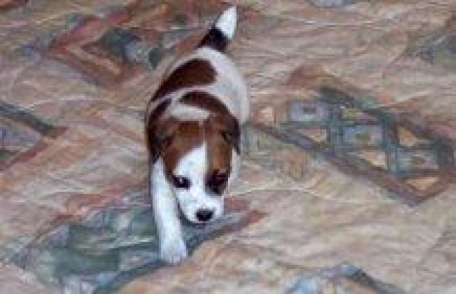 Jack Rusell Welpen verfügbar - Tiere - Hamburg	