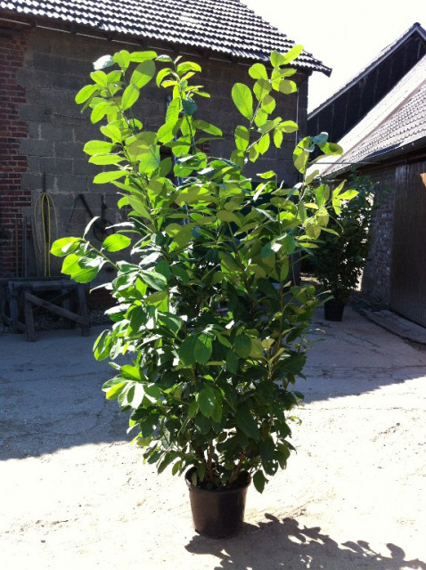 Heckenpflanzen Kirschlorbeer , Eibe , Taxus , Glanzmispel , Thuja - Handwerk Hausbau Garten - Wegberg