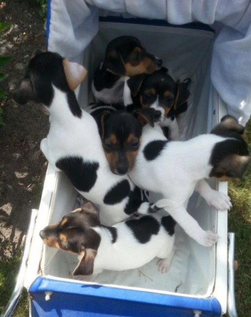 Verkaufe reinrassige Jack Russel Welpen - Tiere - Berlin