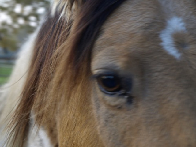 Traumpferd -Training für Pferde nach Herdenregeln - Tiere - Bremen
