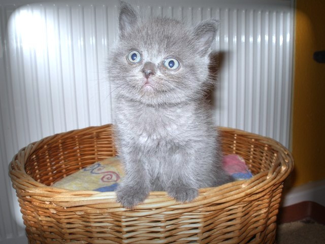  kleine dicke Teddybären  BKH in creme/blue/blue-creme  - Tiere - halle saale