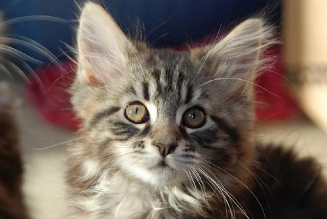 Maine Coon Babies Otto,Olivia,Oskar und Ollie... - Tiere - Wuppertal