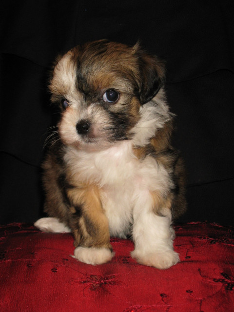 Bolonka Zwetna Welpen - Tiere - struppen OT Naundorf