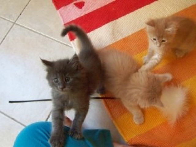 Maine Coon Schmusewuschels suchen ein zu Hause - Tiere - Neuenbürg