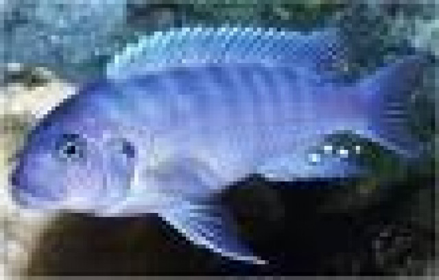 Verkaufe 9 kleine orange und blaue Barsche - Tiere - Weißenburg