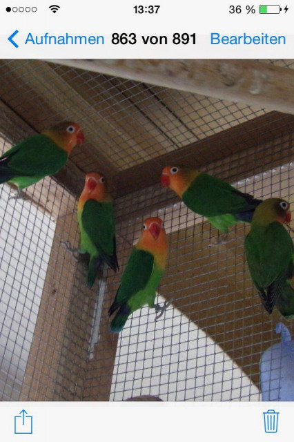 Pfirsichköpfchen rosenköpfchen agaporniden unzertrennliche - Tiere - Dornstetten 