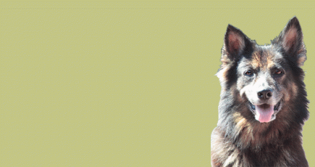 Artgerechtes Hundefutter - Tiere - Rotenburg-(Wümme)