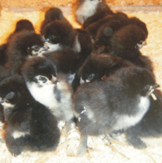 Marans - Küken  - Tiere - LU
