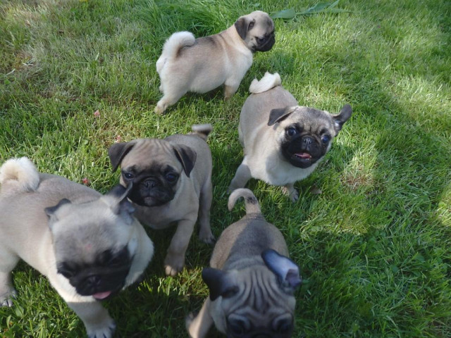 Mops Welpen beige Farbe, Rüden und Weibchen - Tiere - Vinarice