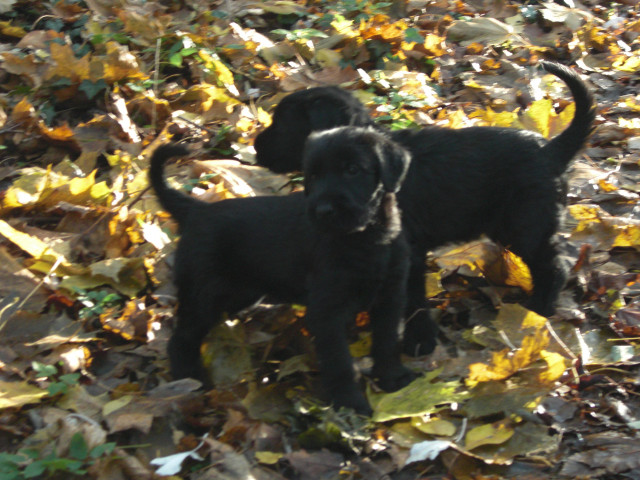Riesenschnauzermädchen - Tiere - Potsdam