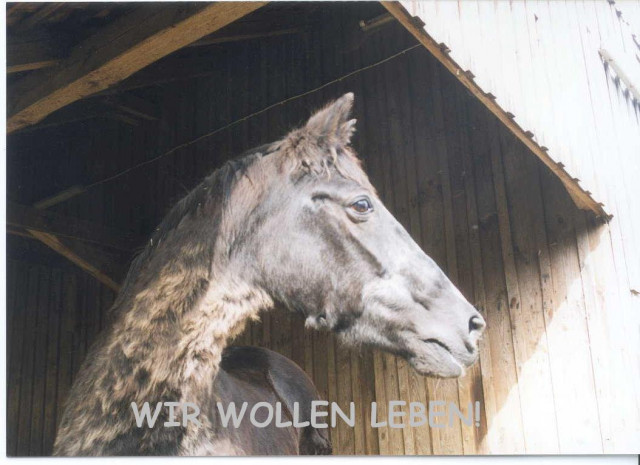 AKTION PFERDESCHUTZ E.V. SUCHT DRINGEND SPONSOREN! - Internet - Wienhausen