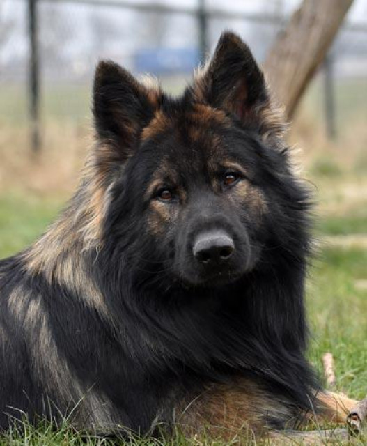 Wurferwartung Altdeutsche Schäferhunde vom Drachenfels - Tiere - Alfter