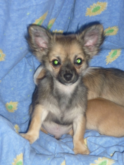  Chihuahua Welpe  Rüde sucht eine Liebevolle Familie - Tiere - Regensburg