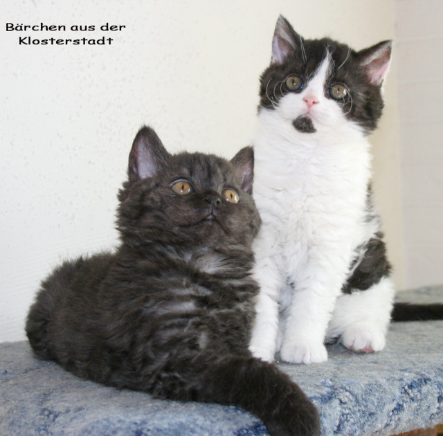   Teddybärchen sucht ab sofort nette Dosenöffner   - Tiere - Kamp - Lintfort