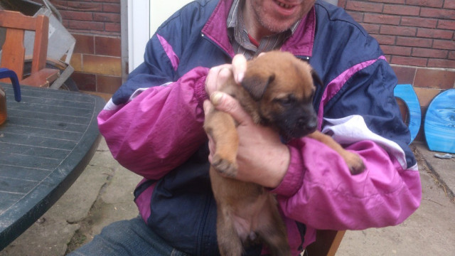 Belgische Schäferhundwelpen -Malinois - Tiere - Derenburg