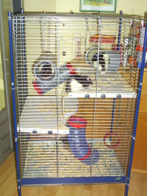 Verkaufe 4 Rattenjungs ca 8 Monate mit Voliere     - Tiere - Goslar