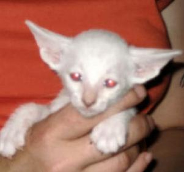 Siamkitten mit Stammbaum - Tiere - meldorf