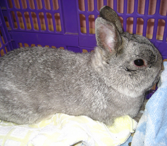 Kaninchen zugelaufen    - Tiere - Bergkamen