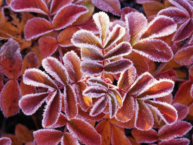    Interesse Kartenlegerin zu werden   mit Urkunde   95€    - Sonstige Anzeigen - Südtirol