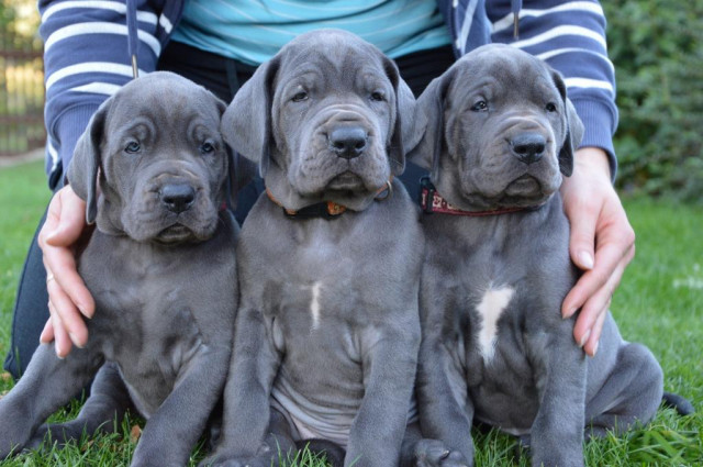 Reinrassige Süße Typvolle Wunderschöne Deutsche Doggen Welpen mit Papieren - Tiere - Gera	