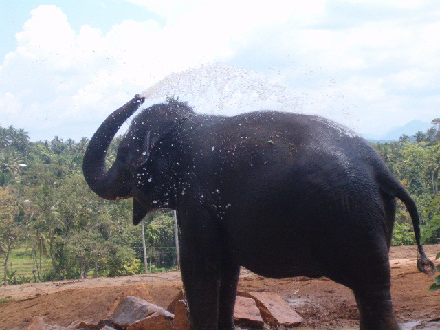 Sommer in Sri Lanka 2009-10, Ab Oktober bis April  - Urlaub Reise - Colombo, Sri Lanka