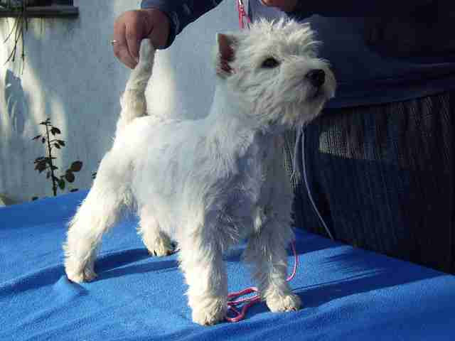 Klasse West Highland White Terrier Hündin 7 monate - Tiere - Schönberg