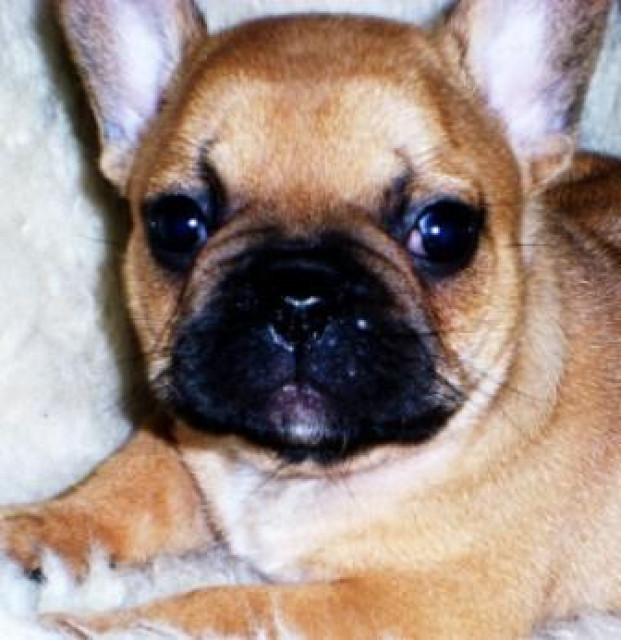 Französischbulldogwelpen  - Tiere - Dresden