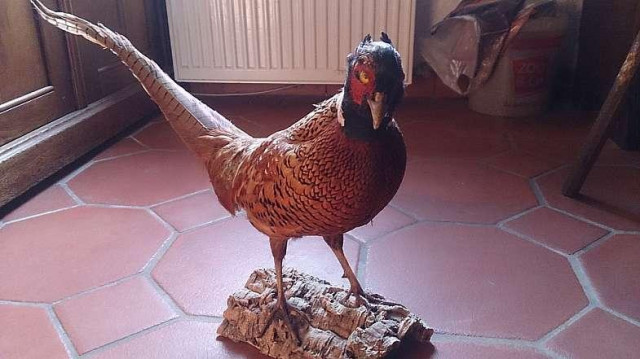 Dekorative präparierte Tiere - Haushalt - Neuler
