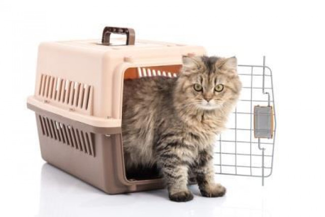 So erziehen Sie Ihre Katze richtig! - Tiere - Beilstein