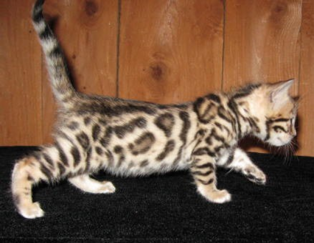 Spitzenklasse BENGAL KITTEN - Tiere - Düsseldorf