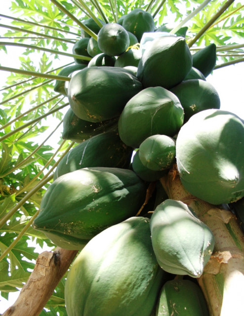 Exotenträume - Handwerk Hausbau Garten - Bissingen/Teck
