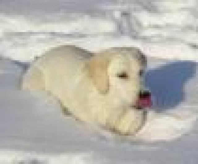 Golden retriever - Tiere - ep kampen