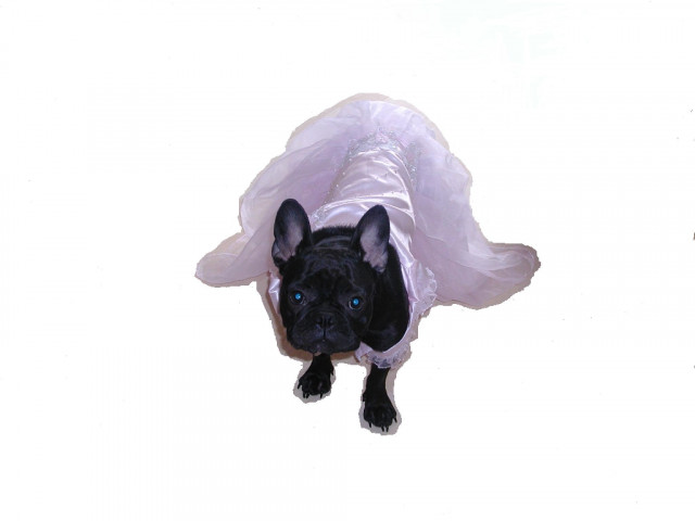 Wir wollen Hundebabys Deckrüde gesucht French Bulldog - Tiere - Hamburg