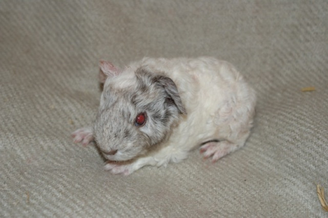 Rassemeerschweinchen abzugeben  - Tiere - Chieming/Egerer