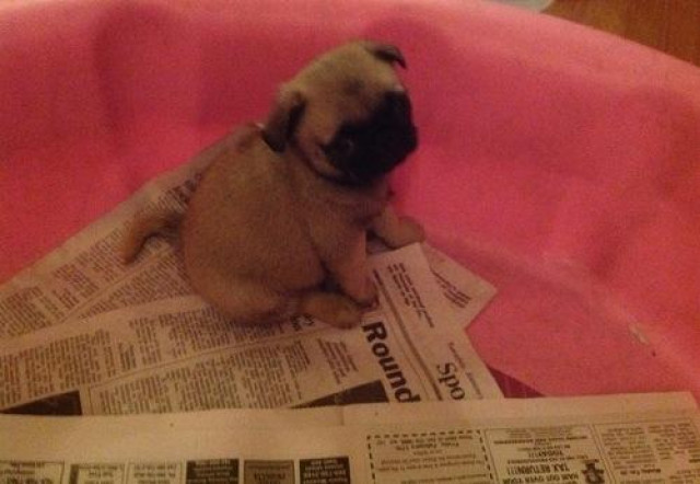 Mops Welpen - Tiere - Berlin