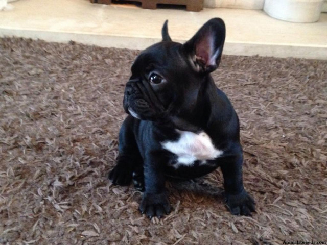 Französische Bulldog Welpen - Tiere - Lüneburg