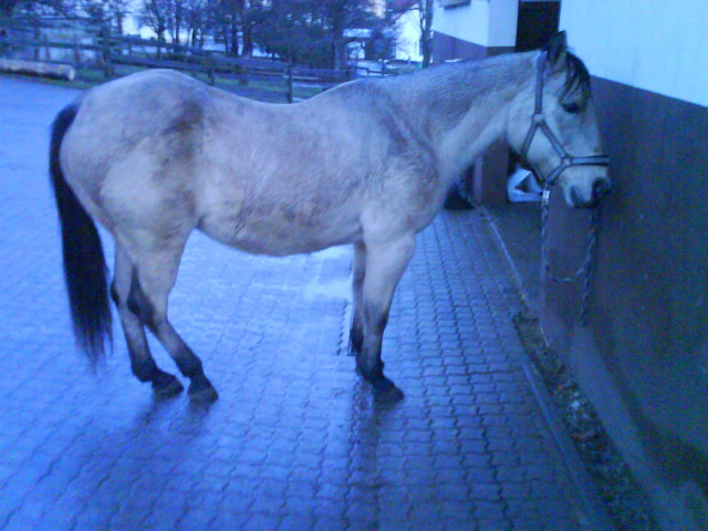 Quarter-Horse Stute zu verkaufen - Tiere - Roth