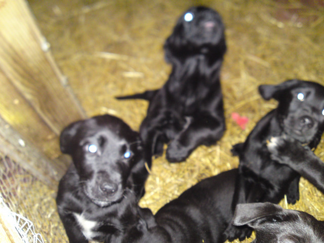 Labradormixwelpen - Tiere - Neuholland