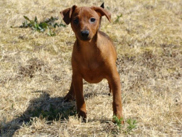 Rehpinscher Welpe 3 Monate mit Papieren - Tiere - Rotenburg