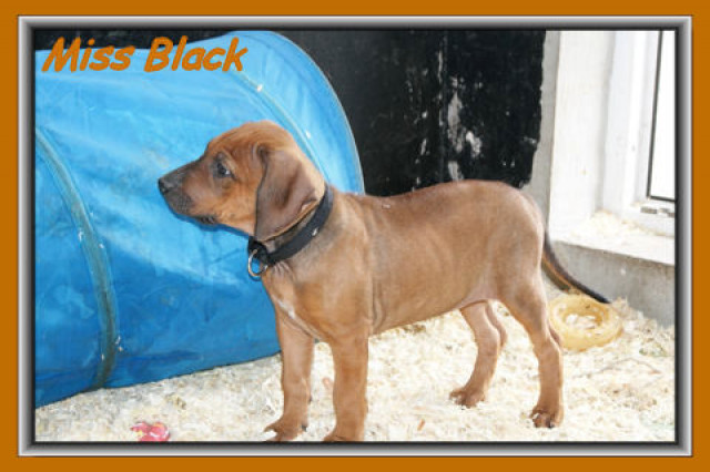 4 Rhodesian Ridgeback Mädels suchen... - Tiere - Salzkotten