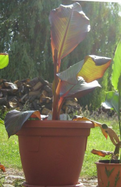 Ensete Maurelli abzugeben - Sonstige Anzeigen - Versmold