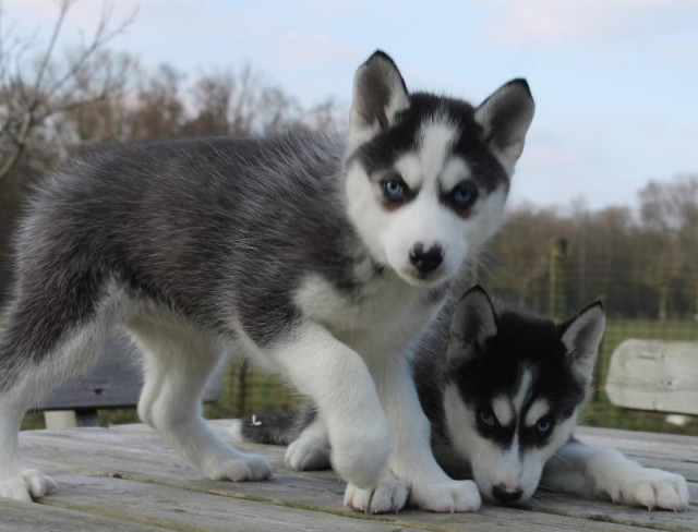 Siberian Husky mit SHC / VDH Papieren - Tiere - Düsseldorf	
