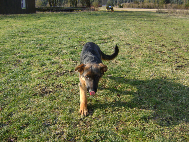 Süßen Welpen an liebevolle Hände abzugeben!!! - Tiere - Dörzbach
