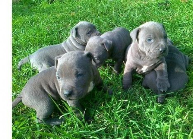Reinrassige American Pitbull Blueliner Welpen.Whatsapp (+4915145672158) - Tiere - Landshut, Isar
