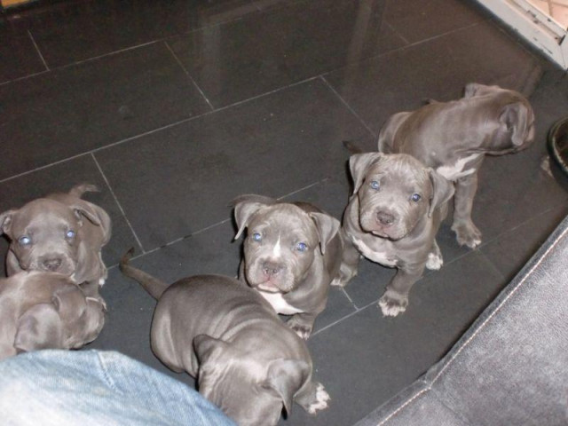 Reinrassige American Pitbull Blueliner Welpen. - Tiere - Eschweiler