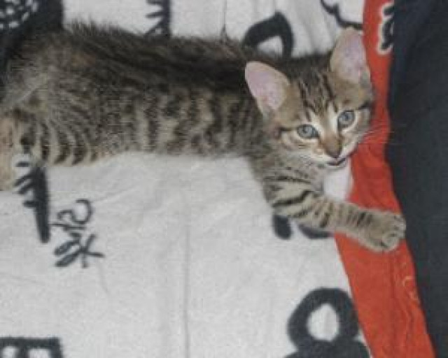 10.Wochen junge Kätzchen Suchen Ein Zuhause - Tiere - Bottrop